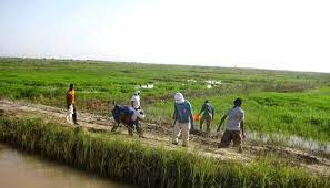 Regional Support Project for the Irrigation Initiative in the Sahel